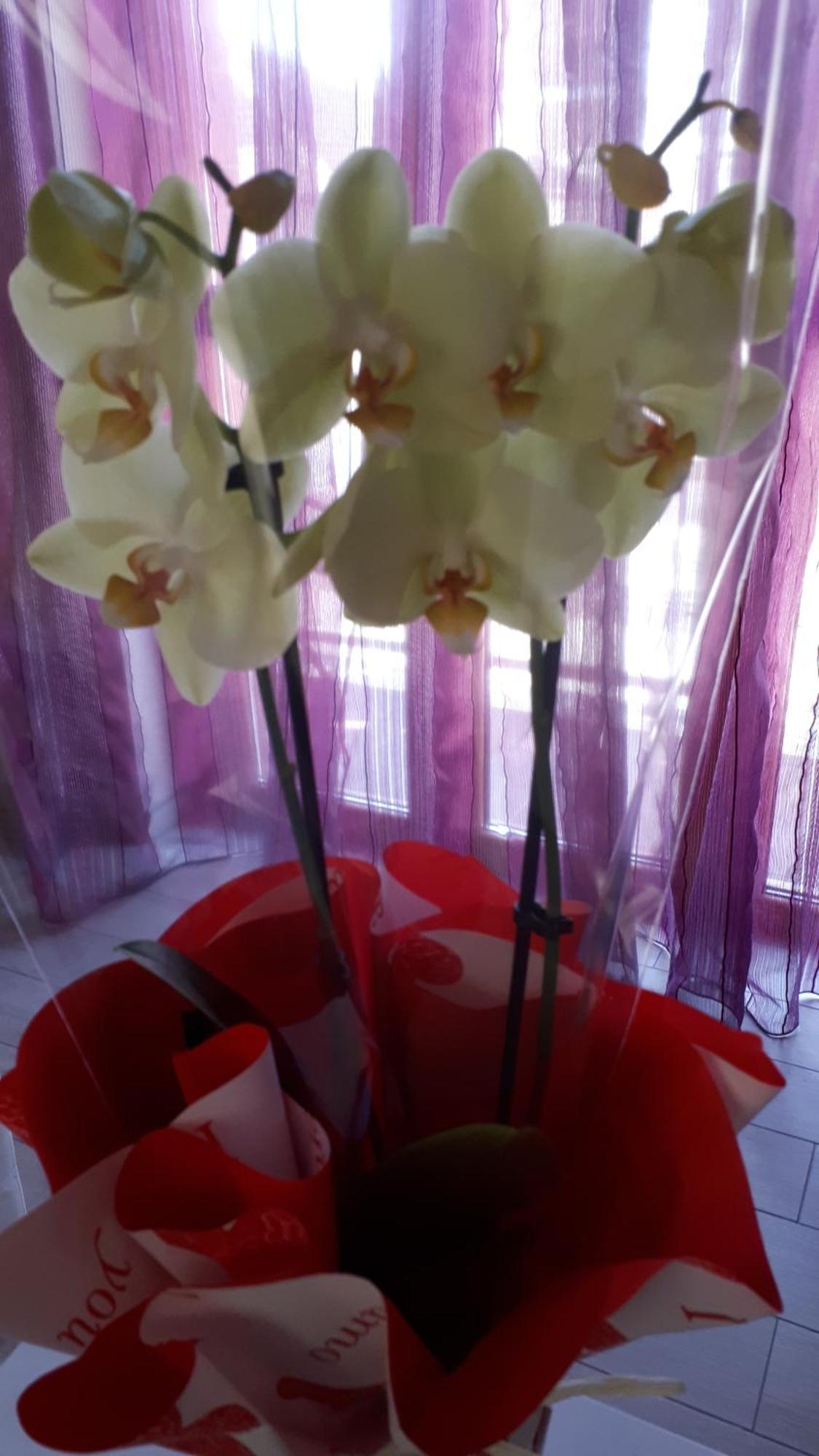 Casa Delle Orchidee Hotel Alba  Cameră foto